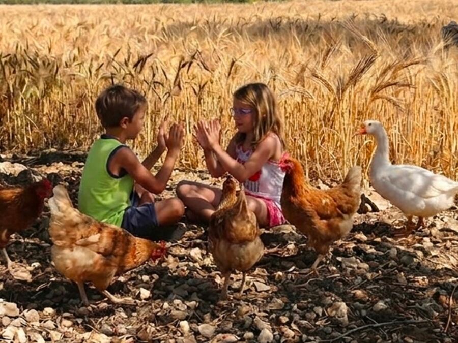 Galline tra il grano