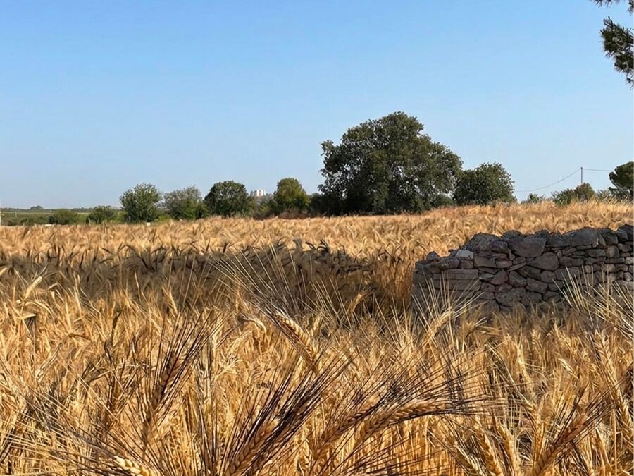 Campo di grano e muretti a secco